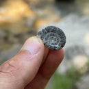 Fossil - Prehistoric Ammonite Ring, Sterling Silver